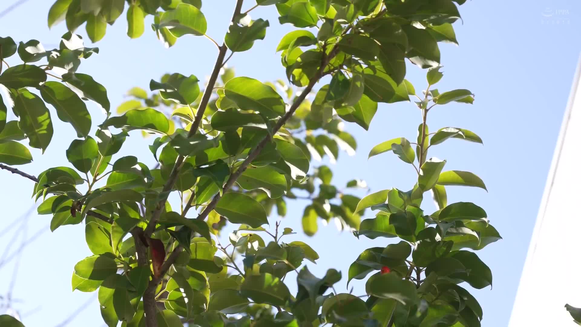 想要讓那個已婚婦人懷孕 新村晶 - AV大平台 - 中文字幕，成人影片，AV，國產，線上看